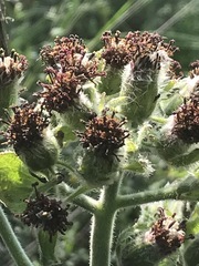 Psacalium peltatum
