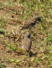 Passer diffusus stygiceps