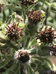 Psacalium peltatum