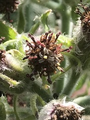 Psacalium peltatum