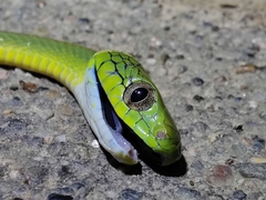 Boiga cyanea
