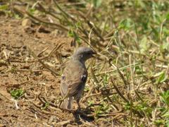 Passer diffusus stygiceps