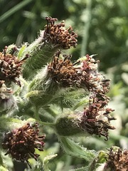 Psacalium peltatum
