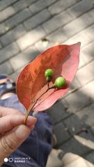 Cinnamomum parthenoxylon