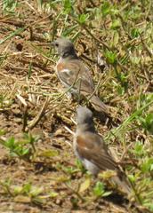 Passer diffusus stygiceps