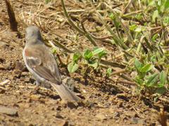 Passer diffusus stygiceps