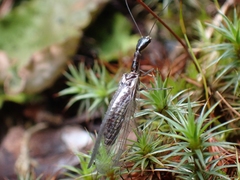 Raphidiinae