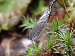 Raphidiinae