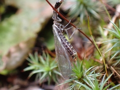 Raphidiinae