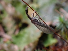Raphidiinae