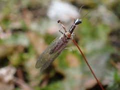 Raphidiinae