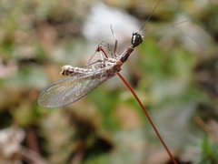 Raphidiinae