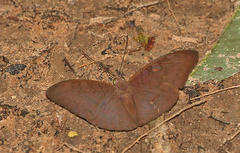 Tanaecia jahnu