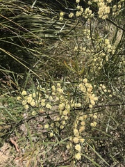 Acacia viscidula