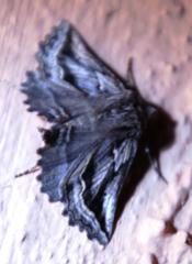 Drepanogynis pallidimargo