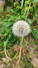 Taraxacum mongolicum
