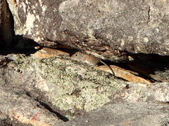 Elephantulus edwardii