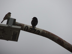 Passer domesticus