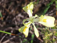 Moraea neglecta