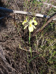 Moraea neglecta