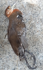 Rallina eurizonoides