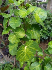 Polyscias balfouriana