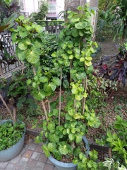 Polyscias balfouriana