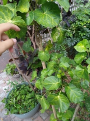 Polyscias balfouriana