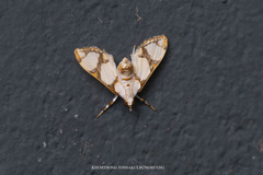 Cirrhochrista kosemponialis