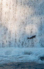 Oncorhynchus tshawytscha