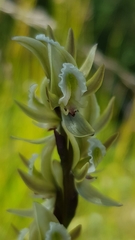 Prasophyllum elatum