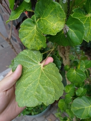 Polyscias balfouriana