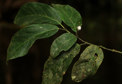 Morelia senegalensis image