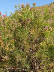 Serruria acrocarpa