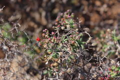 Mestoklema tuberosum