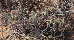 Mestoklema tuberosum