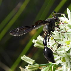 Delta bonellii