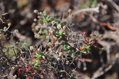 Mestoklema tuberosum