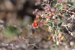 Mestoklema tuberosum