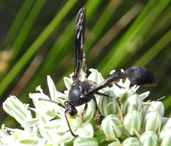 Delta bonellii