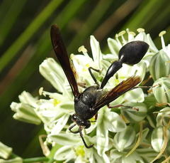 Delta bonellii
