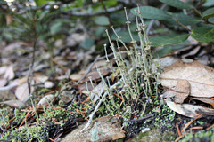 Cladonia concinna