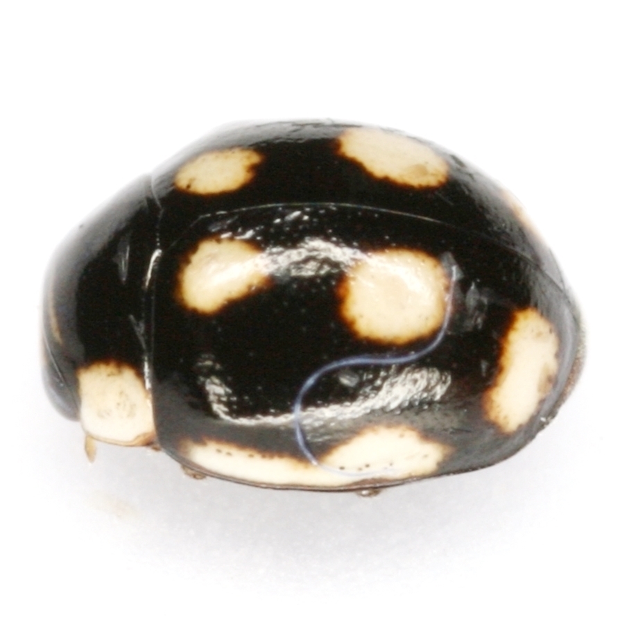 Hyperaspis levrati