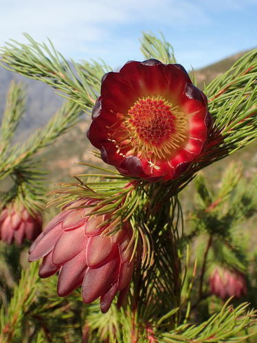 Protea nana (P.J.Bergius) Thunb.