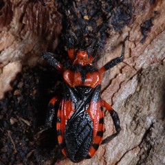 Tegea atropicta