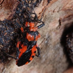 Tegea atropicta