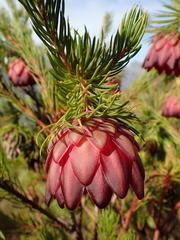 Protea nana