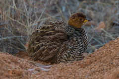 Campocolinus coqui coqui