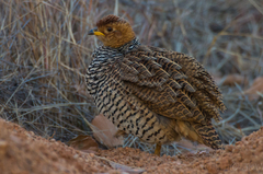Campocolinus coqui coqui