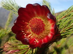 Protea nana
